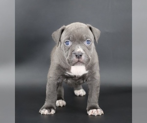 American Bully Puppy for sale in CHAMPAIGN, IL, USA