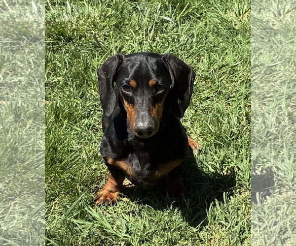 Medium Photo #5 Dachshund Puppy For Sale in Hesperia, CA, USA