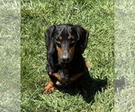 Small #4 Dachshund