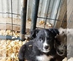 Small Photo #3 Australian Shepherd Puppy For Sale in GARLAND, NC, USA