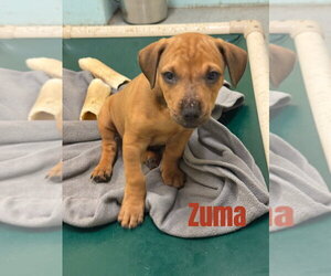 Mutt Dogs for adoption in South Bend, IN, USA