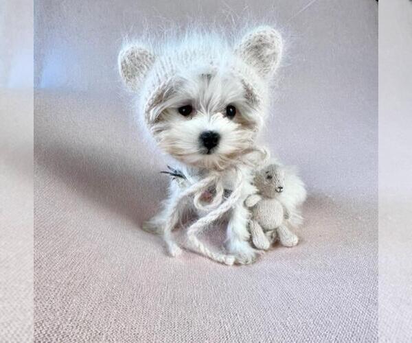 Medium Photo #7 Morkie Puppy For Sale in PALM BEACH, FL, USA