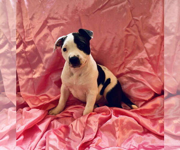 Medium Photo #2 Mutt Puppy For Sale in Catasauqua, PA, USA
