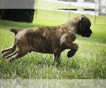 Small #11 Boxer