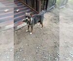 Small #3 Labrador Retriever Mix