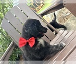 Small Photo #16 Gollie Puppy For Sale in SANTA ROSA BEACH, FL, USA