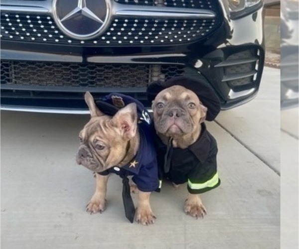 Medium Photo #15 French Bulldog Puppy For Sale in WEST HOLLYWOOD, CA, USA