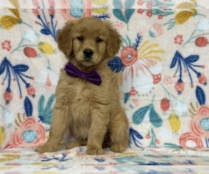 Golden Retriever Puppy for sale in LANCASTER, PA, USA