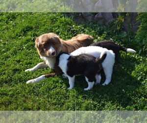 Border Collie Litter for sale in GREENWOOD, WI, USA