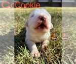 Puppy Cookie Great Pyrenees