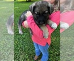 Puppy 2 Malinois