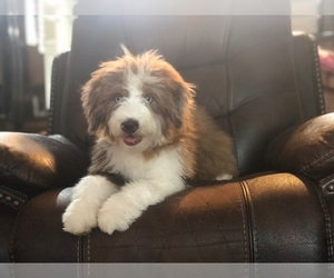 Aussiedoodle Miniature  Puppy for sale in LAKELAND, FL, USA