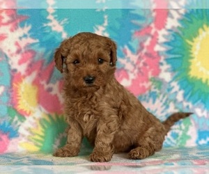 Goldendoodle (Miniature) Puppy for sale in LANCASTER, PA, USA