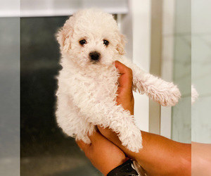 Maltipoo Puppy for sale in COOLIDGE, AZ, USA