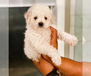 Maltipoo Puppy for sale in COOLIDGE, AZ, USA