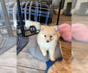 Pomeranian Puppy for sale in DURANGO, CO, USA