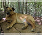 Small Photo #3 German Shepherd Dog-Unknown Mix Puppy For Sale in McCormick, SC, USA