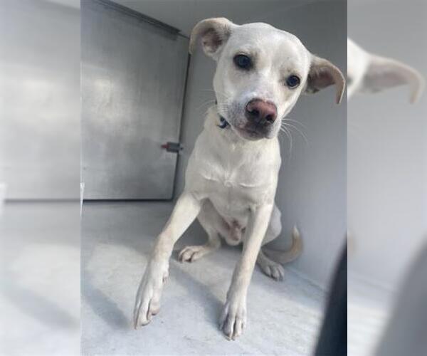 Medium Photo #1 Labsky Puppy For Sale in Houston, TX, USA