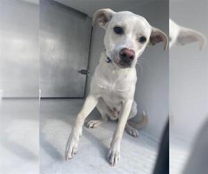 Labsky Dogs for adoption in Houston, TX, USA