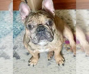 French Bulldog Dogs for adoption in St. Louis Park, MN, USA