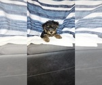 Small #3 Yorkshire Terrier