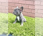 Small Photo #95 French Bulldog Puppy For Sale in CHICAGO, IL, USA