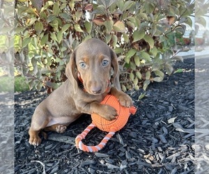 Dachshund Dog for Adoption in MIDDLEBURY, Indiana USA