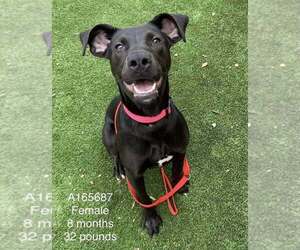 Mutt Dogs for adoption in Calgary, Alberta, Canada