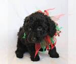 Small Photo #3 Goldendoodle (Miniature) Puppy For Sale in HOLDEN, MO, USA