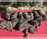 Small Photo #6 Labrador Retriever Puppy For Sale in CORNING, KS, USA