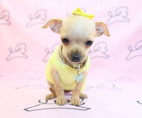 Medium Photo #13 Chihuahua Puppy For Sale in LAS VEGAS, NV, USA