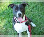 DAHLIA - Female American Pit Bull Terrier-Unknown Mix Dog for Adoption - Small photo