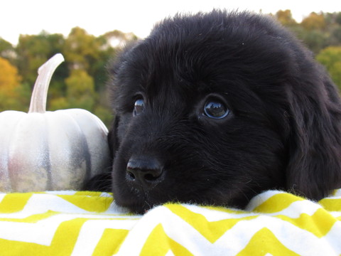 View Ad: Newfoundland Puppy for Sale, Ohio, MILLERSBURG, USA