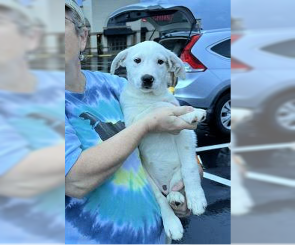 Medium Photo #3 Golden Labrador Puppy For Sale in Mt. Laurel, NJ, USA
