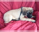 Small Photo #1 Daniff Puppy For Sale in MARSHALL, AR, USA