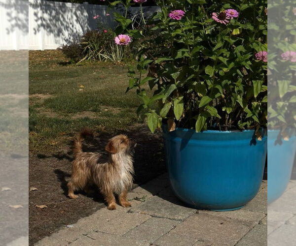 Medium Photo #3 Mutt Puppy For Sale in Wheaton, IL, USA