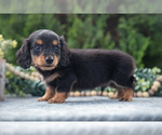 Puppy Tyson Dachshund