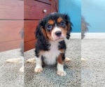 Small Photo #2 Cavalier King Charles Spaniel Puppy For Sale in PLACENTIA, CA, USA