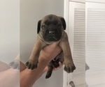Small Photo #19 Cane Corso Puppy For Sale in BOARDMAN, OH, USA