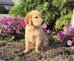 Small #1 Golden Retriever