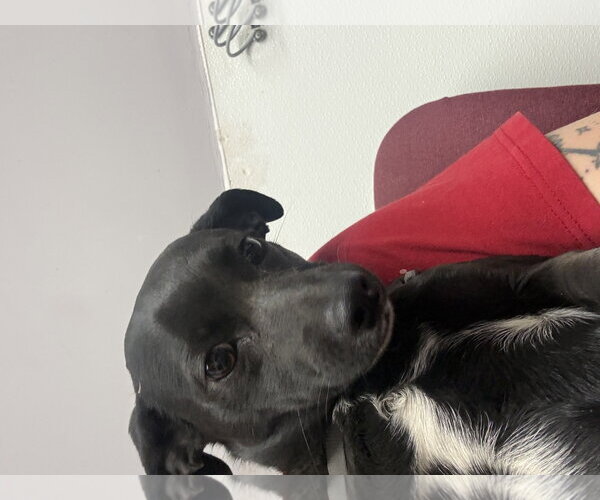 Medium Photo #1 Chihuahua-Unknown Mix Puppy For Sale in Las Vegas, NM, USA