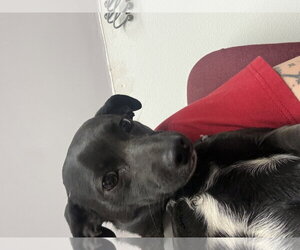 Chihuahua-Unknown Mix Dogs for adoption in Las Vegas, NM, USA