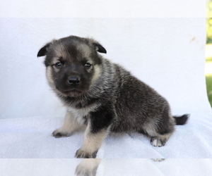 Norwegian Elkhound Puppy for sale in SHILOH, OH, USA