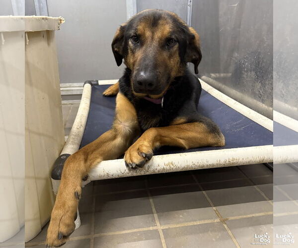 Medium Photo #2 Rottweiler-Unknown Mix Puppy For Sale in Washington, DC, USA