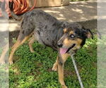 Small #2 Catahoula Leopard Dog Mix