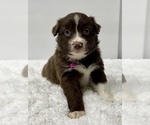 Small Photo #2 Australian Shepherd Puppy For Sale in NEOSHO, MO, USA