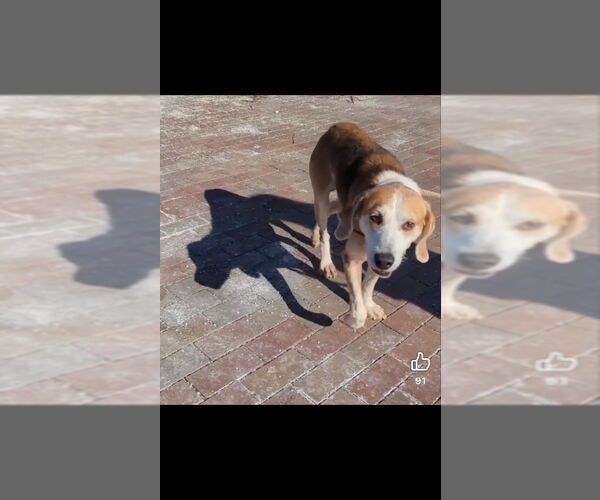 Medium Photo #3 Beagle-Unknown Mix Puppy For Sale in Fairfax, VA, USA