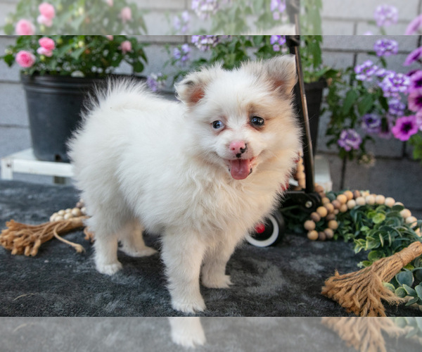 Medium Photo #1 Pomeranian Puppy For Sale in GENEVA, IN, USA