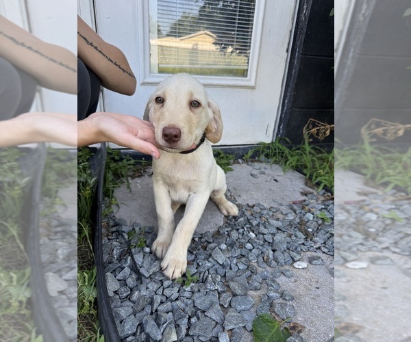 Medium Photo #6 Labrador Retriever Puppy For Sale in DAVENPORT, FL, USA
