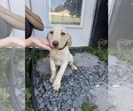 Small Photo #6 Labrador Retriever Puppy For Sale in DAVENPORT, FL, USA